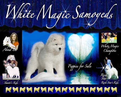 Exploring the Mythology Surrounding White Magic Samoyed Pruce